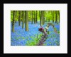 Bicycle in spring forest by Assaf Frank